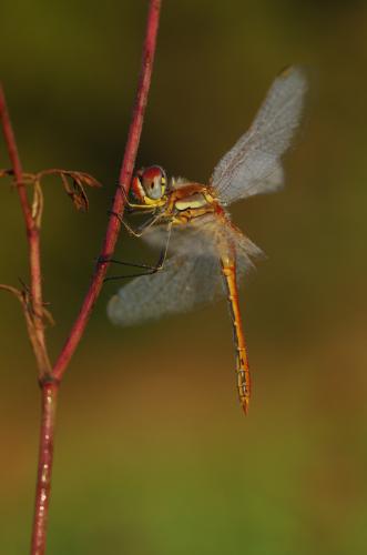 Sympetrum fonscolombii