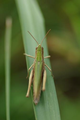 Chorthippus dorsatus dorsatus