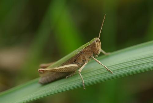 Réf. 173 203 : Chorthippus dorsatus dorsatus