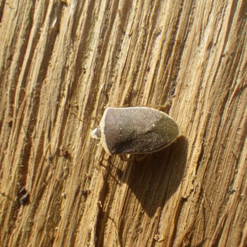 Nezara viridula