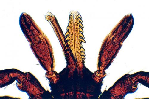 Réf. 173 380 : Ixodes ricinus