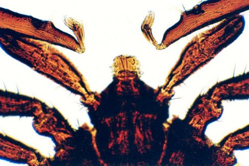 Réf. 173 378 : Ixodes ricinus