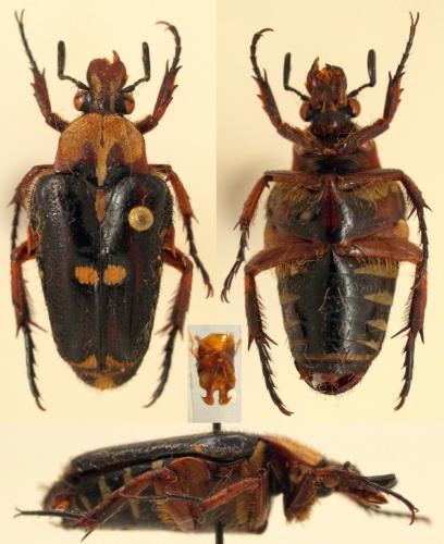 Ixorida sp.