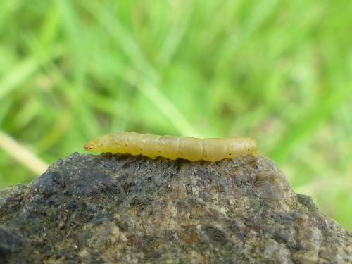 Ochsenheimeria taurella