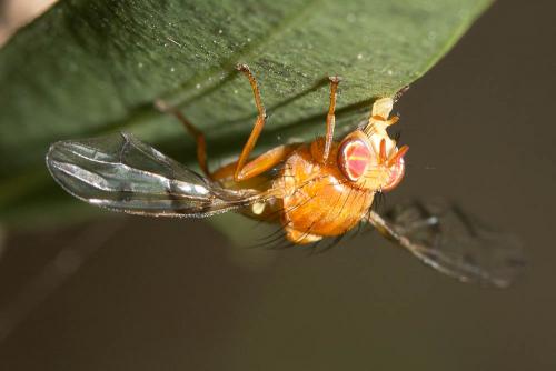 Chetostoma curvinerve