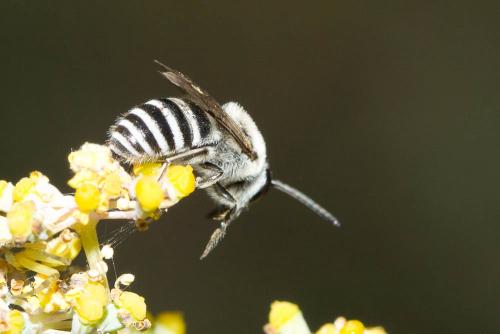 Colletes sp.