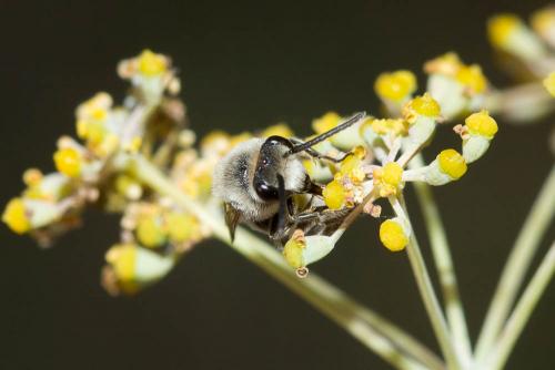 Réf. 173 010 : Colletes sp.