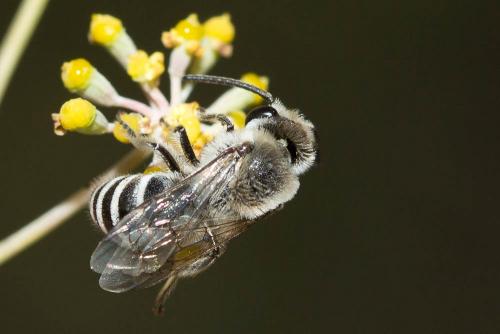 Colletes sp.