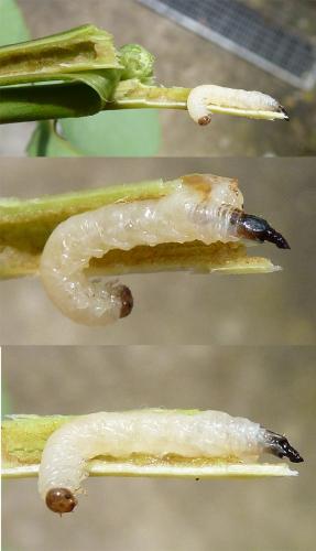 Cladardis elongatula