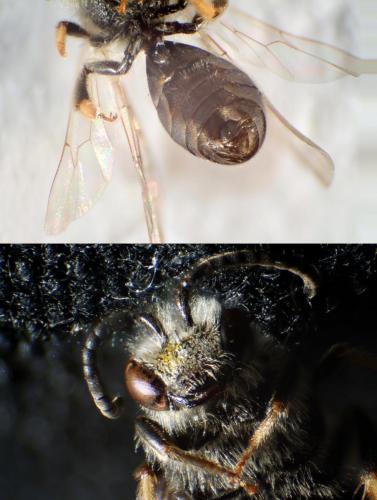 Lasioglossum pallens