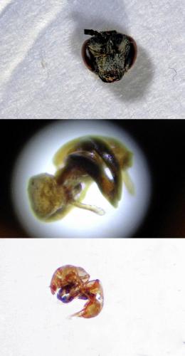 Lasioglossum pallens