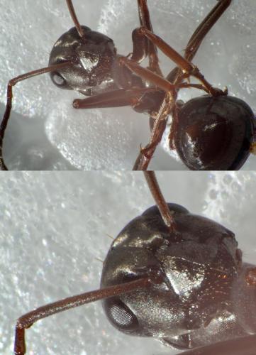 Réf. 173 892 : Formica sp.