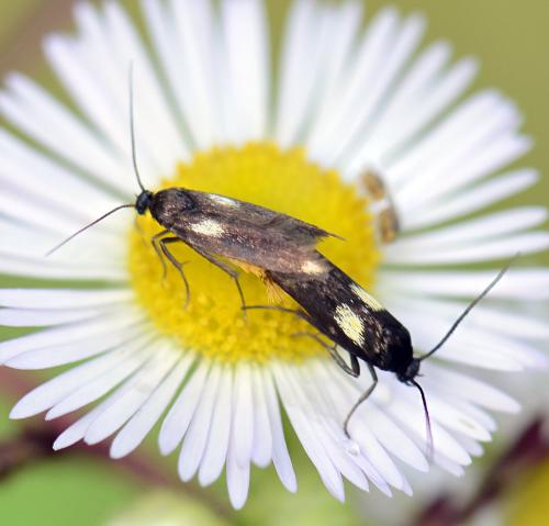 Réf. 173 346 : Scythris sinensis