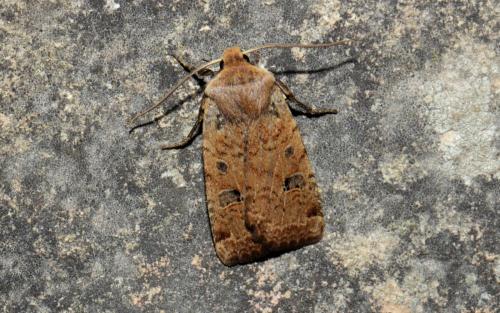 Réf. 173 176 : Conistra erythrocephala