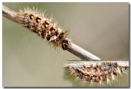 Réf. 173 321 : Acronicta rumicis