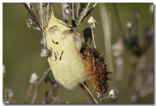 Réf. 173 355 : Acronicta rumicis