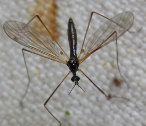 Dicranomyia morio