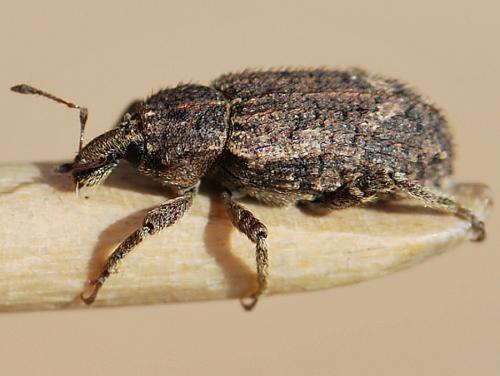 Listroderes costirostris