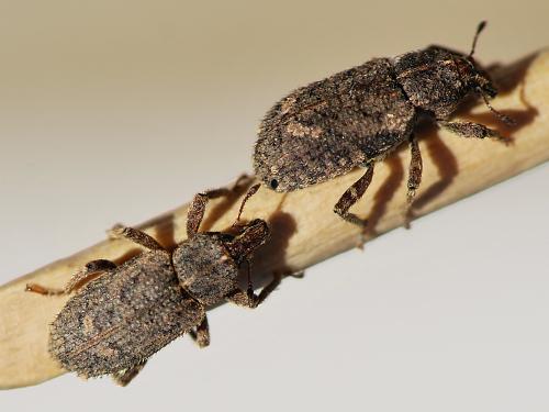 Listroderes costirostris