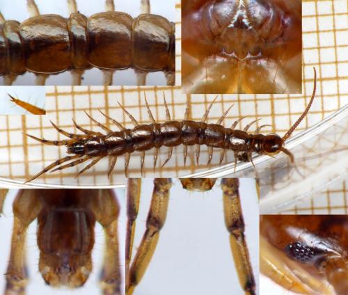 Lithobius steffeni