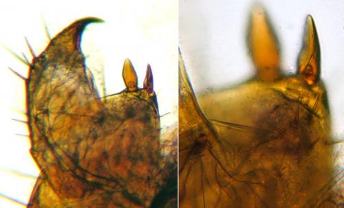Lithobius steffeni