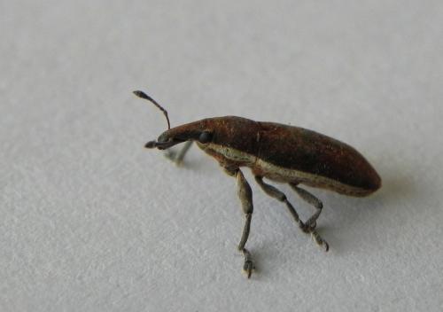 Réf. 173 806 : Lixus ochraceus