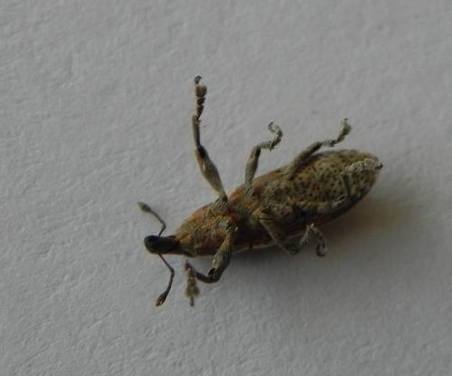 Réf. 173 807 : Lixus ochraceus