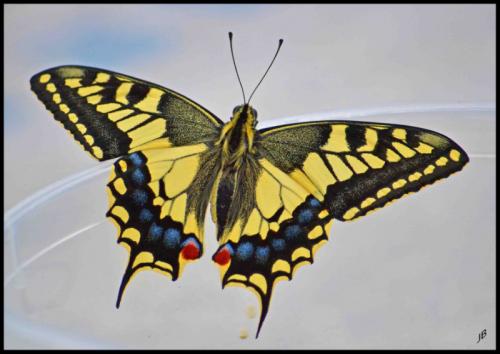 Papilio machaon
