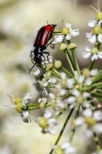 Malachius rubidus