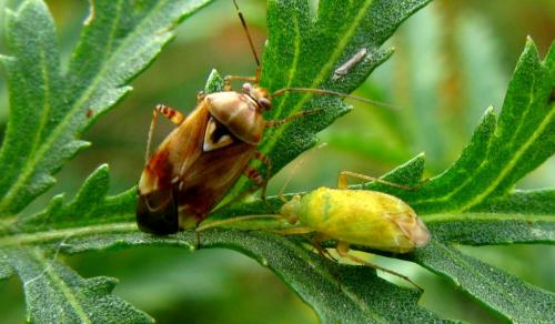 Megalocoleus tanaceti