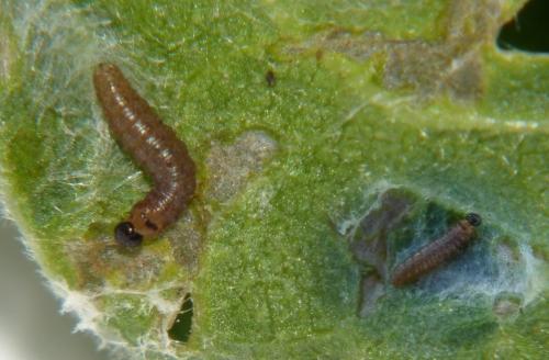 Réf. 173 768 : Carcharodus alceae