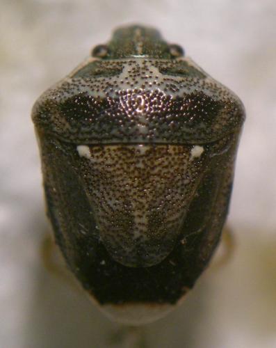 Réf. 173 307 : Eysarcoris ventralis