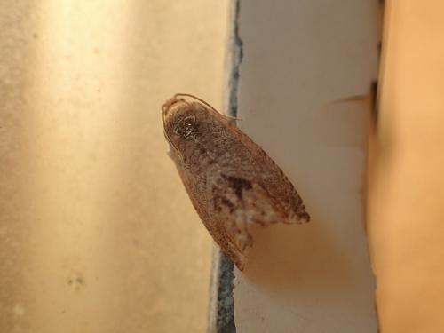 Réf. 173 224 : Cydia splendana