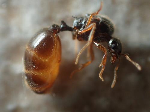 Réf. 173 271 : Solenopsis sp.