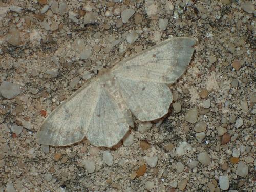 Réf. 173 041 : Idaea sp.
