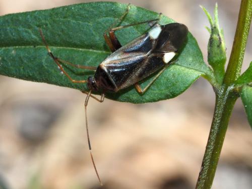 Réf. 173 579 : Adelphocoris reichelii