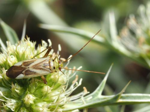 Réf. 173 574 : Adelphocoris lineolatus