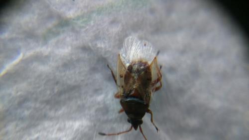 Kleidocerys sp.