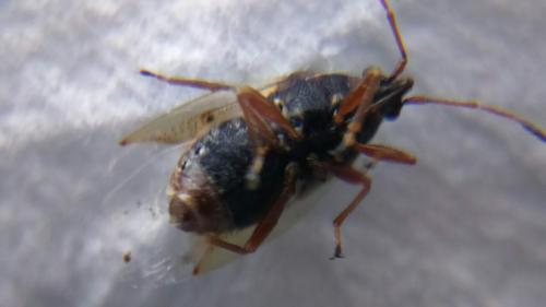 Kleidocerys sp.