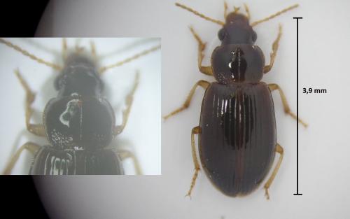 Bradycellus sp.