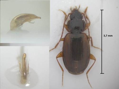 Trechus quadristriatus