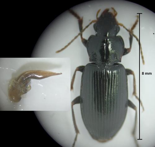 Réf. 173 070 : Trichotichnus nitens