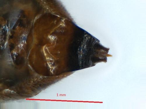 Réf. 173 571 : Bactrocera oleae