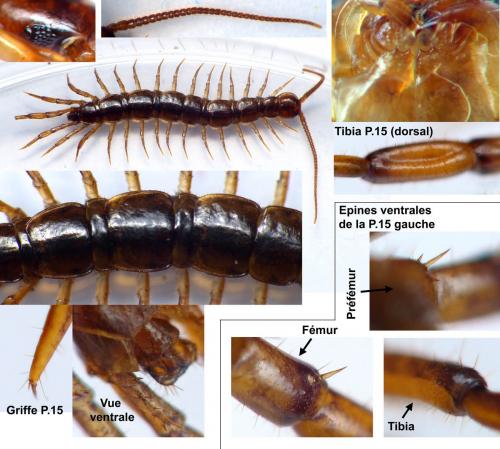 Lithobius steffeni