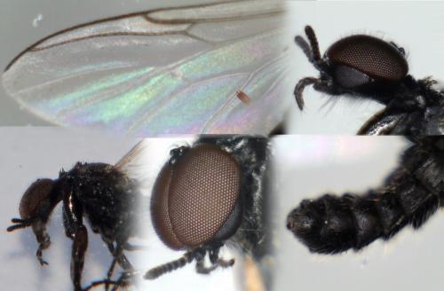 Réf. 173 605 : Dilophus clavicornus