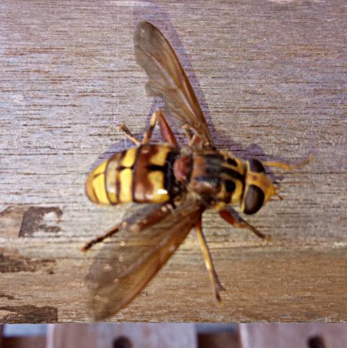 Réf. 173 083 : Milesia crabroniformis