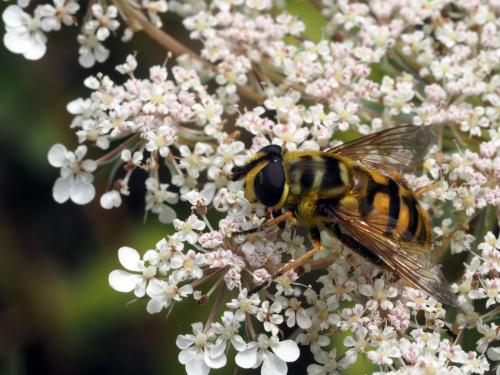 Myathropa florea