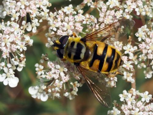 Myathropa florea