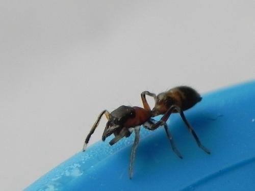 Réf. 173 841 : Myrmarachne formicaria