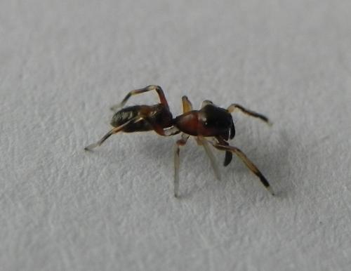 Réf. 173 842 : Myrmarachne formicaria